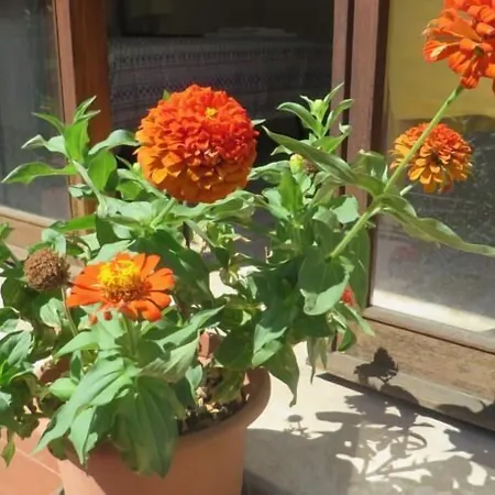 Casa Patavina 3*